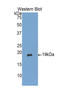 Gastrokine 1 antibody, LS-C294024, Lifespan Biosciences, Western Blot image 