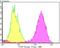 Golgi Associated PDZ And Coiled-Coil Motif Containing antibody, NBP2-75618, Novus Biologicals, Flow Cytometry image 