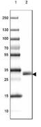 TPS1 antibody, NBP2-33551, Novus Biologicals, Western Blot image 