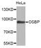 Oxysterol Binding Protein antibody, PA5-76474, Invitrogen Antibodies, Western Blot image 