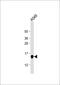 Galectin 1 antibody, 55-703, ProSci, Western Blot image 