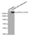 Eukaryotic Translation Initiation Factor 4 Gamma 1 antibody, MBS128306, MyBioSource, Western Blot image 