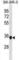 Mitochondrial Ribosomal Protein L45 antibody, abx031331, Abbexa, Western Blot image 