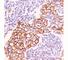 Phosphotyrosine antibody, V2359SAF-100UG, NSJ Bioreagents, Western Blot image 