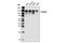 SEC31 Homolog A, COPII Coat Complex Component antibody, 8506S, Cell Signaling Technology, Western Blot image 