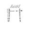 Tripartite Motif Containing 24 antibody, VMA00396, Bio-Rad (formerly AbD Serotec) , Western Blot image 