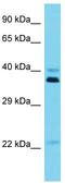 Olfactory Receptor Family 5 Subfamily I Member 1 antibody, TA332029, Origene, Western Blot image 