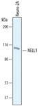Neural EGFL Like 1 antibody, PA5-47900, Invitrogen Antibodies, Western Blot image 