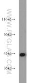 Phosphoglycerate Kinase 1 antibody, 17811-1-AP, Proteintech Group, Western Blot image 