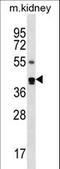 Cytohesin 2 antibody, LS-C162207, Lifespan Biosciences, Western Blot image 