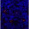 Lymphocyte Activating 3 antibody, LS-C669034, Lifespan Biosciences, Immunofluorescence image 