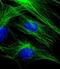 Tubulin beta-5 chain antibody, M32657, Boster Biological Technology, Immunofluorescence image 