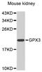 Glutathione peroxidase 3 antibody, STJ111491, St John