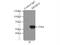Protein MEMO1 antibody, 14604-1-AP, Proteintech Group, Immunoprecipitation image 