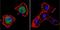 Prostaglandin E Synthase 3 antibody, NB300-576, Novus Biologicals, Immunofluorescence image 
