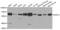 Histone Deacetylase 1 antibody, AHP2475, Bio-Rad (formerly AbD Serotec) , Western Blot image 