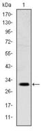 Msh Homeobox 1 antibody, GTX60428, GeneTex, Western Blot image 