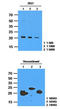 Ras antibody, LS-B6270, Lifespan Biosciences, Western Blot image 