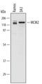 Minichromosome Maintenance Complex Component 2 antibody, AF5778, R&D Systems, Western Blot image 