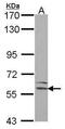 Lectin, Mannose Binding 1 antibody, PA5-30081, Invitrogen Antibodies, Western Blot image 