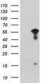 WD repeat-containing protein 74 antibody, TA800440, Origene, Western Blot image 