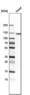 Histidine Rich Calcium Binding Protein antibody, PA5-52120, Invitrogen Antibodies, Western Blot image 