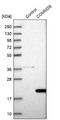COMM Domain Containing 8 antibody, NBP1-82178, Novus Biologicals, Western Blot image 