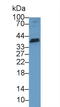 TNF Superfamily Member 13 antibody, LS-C303262, Lifespan Biosciences, Western Blot image 