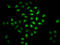BolA Family Member 2B antibody, LS-C680218, Lifespan Biosciences, Immunofluorescence image 