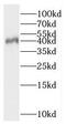 PNMA Family Member 2 antibody, FNab06586, FineTest, Western Blot image 