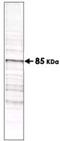 Phosphothreonine antibody, NB600-878, Novus Biologicals, Western Blot image 