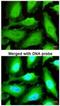 Thioredoxin Reductase 1 antibody, NBP2-20619, Novus Biologicals, Immunofluorescence image 