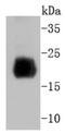 Histone Cluster 4 H4 antibody, NBP2-67773, Novus Biologicals, Western Blot image 