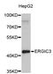 ERGIC And Golgi 3 antibody, STJ26841, St John