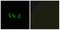 Cystatin Like 1 antibody, A30629, Boster Biological Technology, Western Blot image 