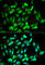 ETS Transcription Factor ERG antibody, A1240, ABclonal Technology, Immunofluorescence image 