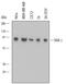 Diacylglycerol Kinase Gamma antibody, MAB6389, R&D Systems, Western Blot image 