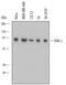 Diacylglycerol Kinase Gamma antibody, MAB6389, R&D Systems, Western Blot image 