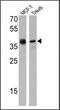 CD24 Molecule antibody, MA5-11828, Invitrogen Antibodies, Western Blot image 
