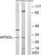 Apolipoprotein O Like antibody, GTX87433, GeneTex, Western Blot image 