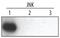 Mitogen-Activated Protein Kinase 8 antibody, MAB17761, R&D Systems, Western Blot image 