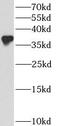 BCL2 Like 14 antibody, FNab00847, FineTest, Western Blot image 