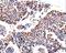 Aldose reductase antibody, LS-C400454, Lifespan Biosciences, Immunohistochemistry frozen image 