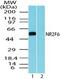 Nuclear Receptor Subfamily 2 Group F Member 6 antibody, PA5-23321, Invitrogen Antibodies, Western Blot image 