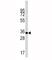 Caspase 6 antibody, F48372-0.4ML, NSJ Bioreagents, Western Blot image 