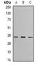 Galectin 1 antibody, orb388413, Biorbyt, Western Blot image 