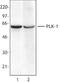 Polo Like Kinase 1 antibody, LS-C40938, Lifespan Biosciences, Western Blot image 
