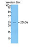 Sialic Acid Binding Ig Like Lectin 1 antibody, LS-C297470, Lifespan Biosciences, Western Blot image 