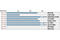 Tyrosine antibody, 9411S, Cell Signaling Technology, Enzyme Linked Immunosorbent Assay image 
