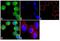 TNF Receptor Superfamily Member 25 antibody, 711309, Invitrogen Antibodies, Immunofluorescence image 